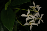 Trachelospermum jasminoides RCP06-07 056.jpg